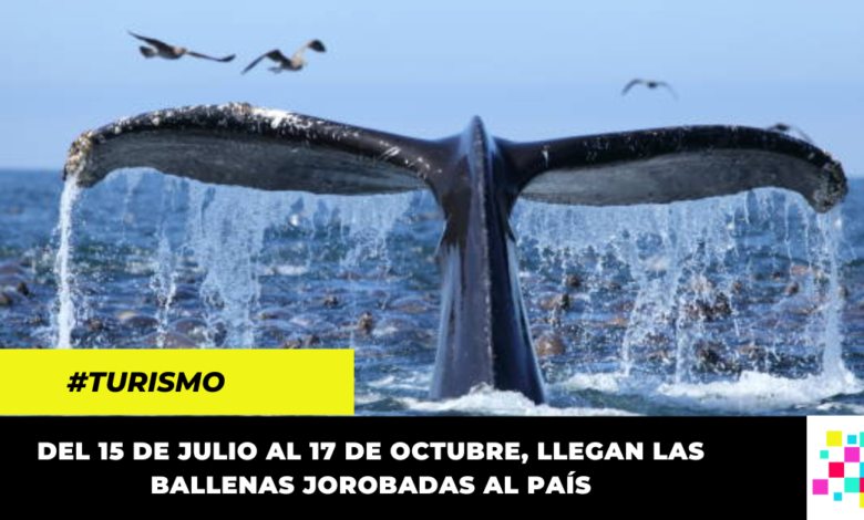 ¿Quieres hacer avistamiento de Ballenas? Comenzó la temporada en el Pacífico colombiano