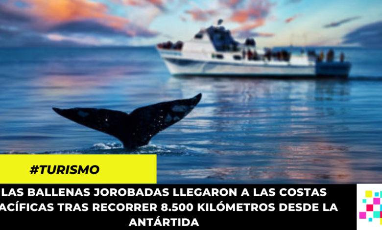 Tenga en cuenta estas recomendaciones de PNN si va a hacer avistamiento de ballenas en el Pacífico