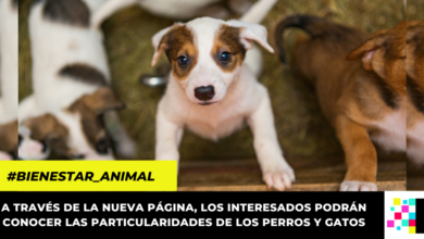 Distrito inauguró página para adopción de perros y gatos