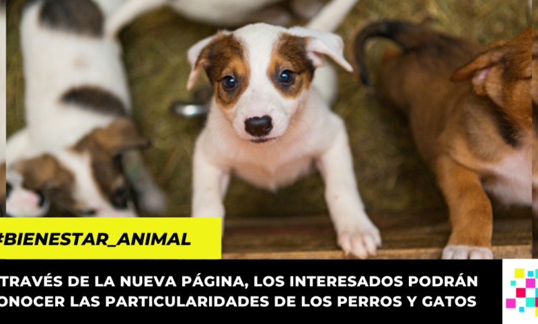 Distrito inauguró página para adopción de perros y gatos