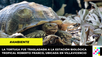 Rescatan tortuga africana que no se podía liberar en su hábitat natural