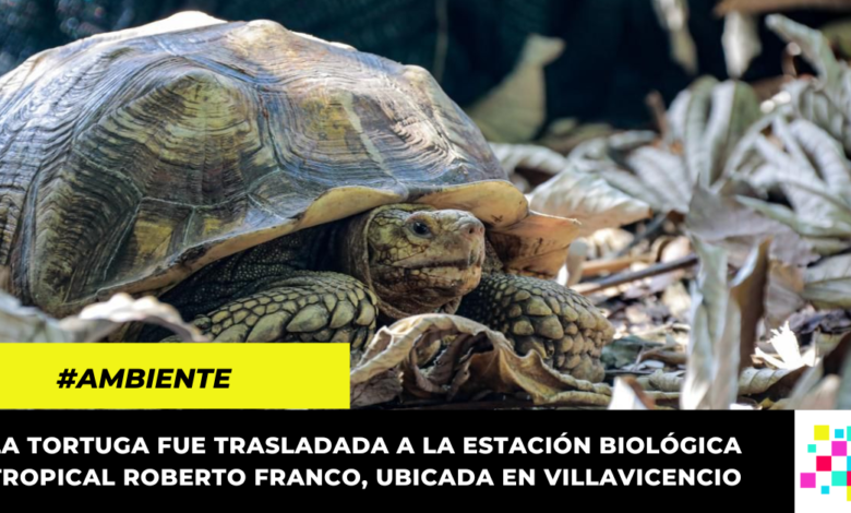 Rescatan tortuga africana que no se podía liberar en su hábitat natural