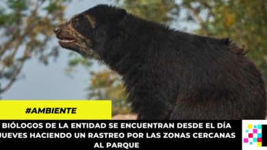 CAR reporta escape de oso de anteojos en una reserva de Tocancipá