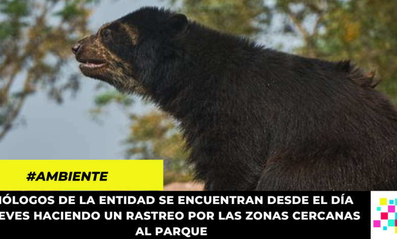 CAR reporta escape de oso de anteojos en una reserva de Tocancipá