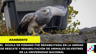 Águila de páramo que sobrevivió a intento de caza fue liberada en Guachetá