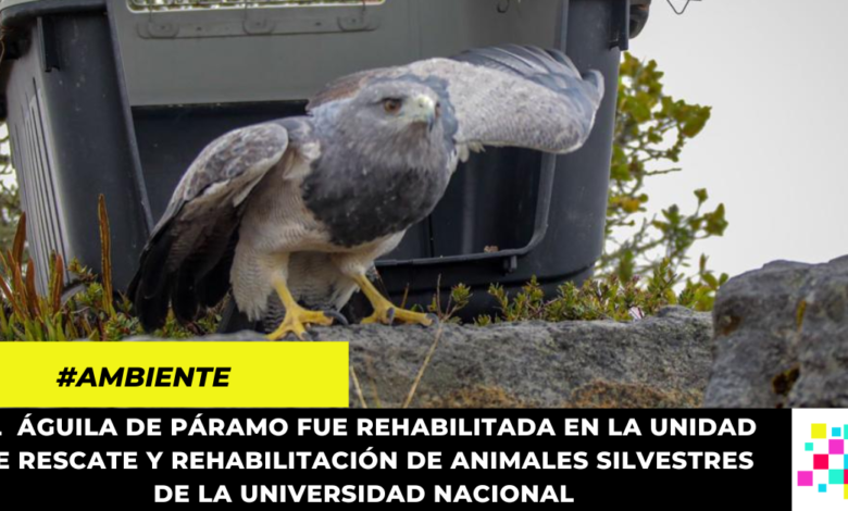 Águila de páramo que sobrevivió a intento de caza fue liberada en Guachetá