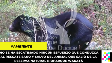 Continúan los operativos para lograr el rescate del oso Andino Tamá