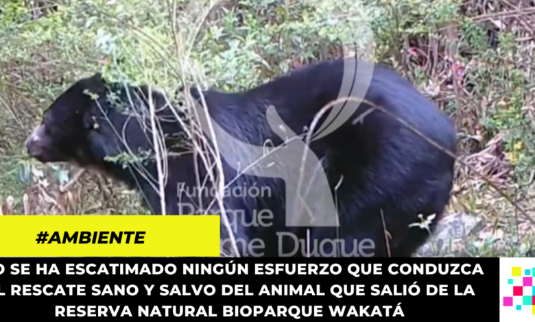 Continúan los operativos para lograr el rescate del oso Andino Tamá