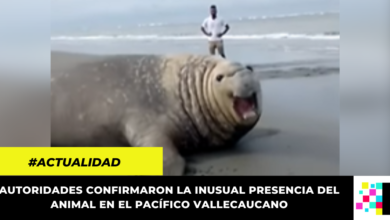 En video quedó captado avistamiento de un elefante marino en una playa de Buenaventura