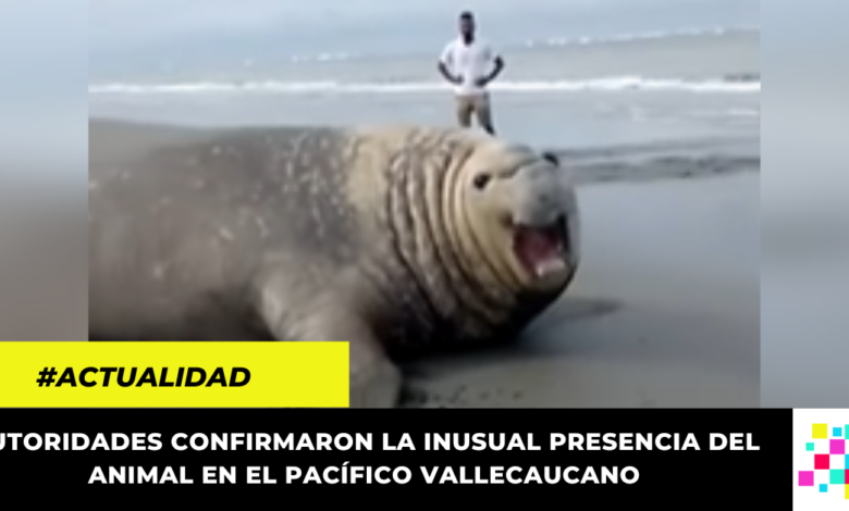 En video quedó captado avistamiento de un elefante marino en una playa de Buenaventura