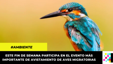 October Big Day: La oportunidad perfecta para realizar avistamiento de aves en Cundinamarca