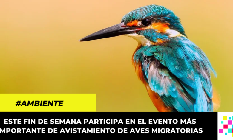 October Big Day: La oportunidad perfecta para realizar avistamiento de aves en Cundinamarca