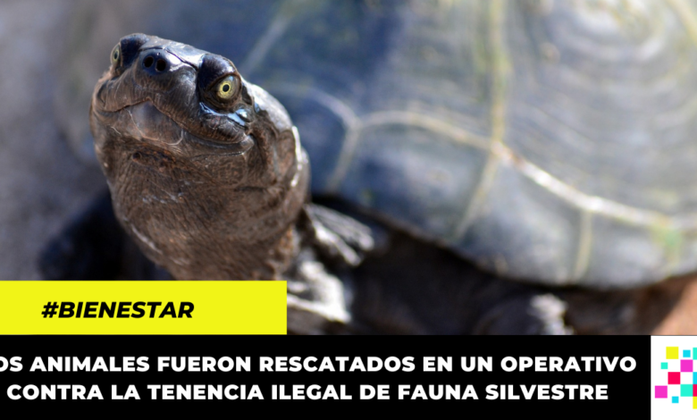 CAR rescató 60 animales silvestres en mal estado de un parque recreativo de La Vega