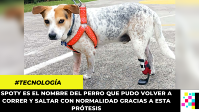 Aprendices SENA desarrollaron prótesis canina en Marinilla, Antioquia