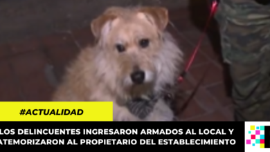 Héroe de cuatro patas: perro defendió a su dueño de atraco en Bogotá