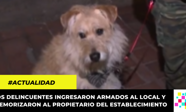 Héroe de cuatro patas: perro defendió a su dueño de atraco en Bogotá