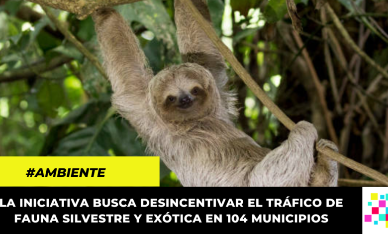 Crean campaña para contrarrestar el tráfico ilegal de fauna silvestre en esta temporada