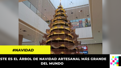 Este es el árbol de navidad de caña flecha más grande de mundo, está en Colombia