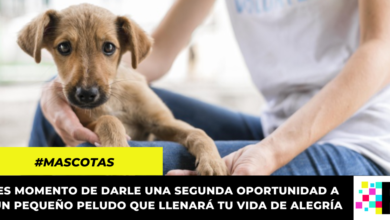 Anuncian jornadas de adopción animal todos los días en Bogotá