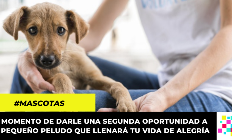 Anuncian jornadas de adopción animal todos los días en Bogotá