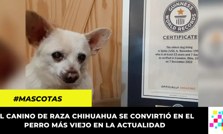 Conoce a Spike, el perro más longevo en la actualidad