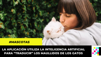 Crean aplicación que te permite hablar con tu gato