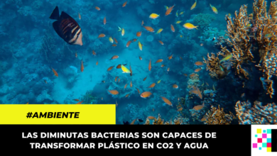 ¡Una esperanza para el medio ambiente! Inventan bacteria que convierte el plástico de los océanos en agua