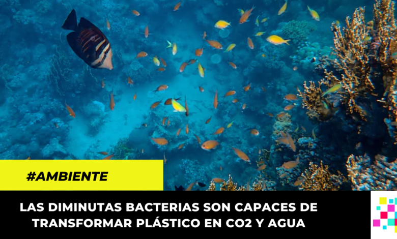 ¡Una esperanza para el medio ambiente! Inventan bacteria que convierte el plástico de los océanos en agua