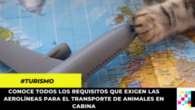 Si vas a viajar en avión con tu mascota, ten presentes estos requisitos