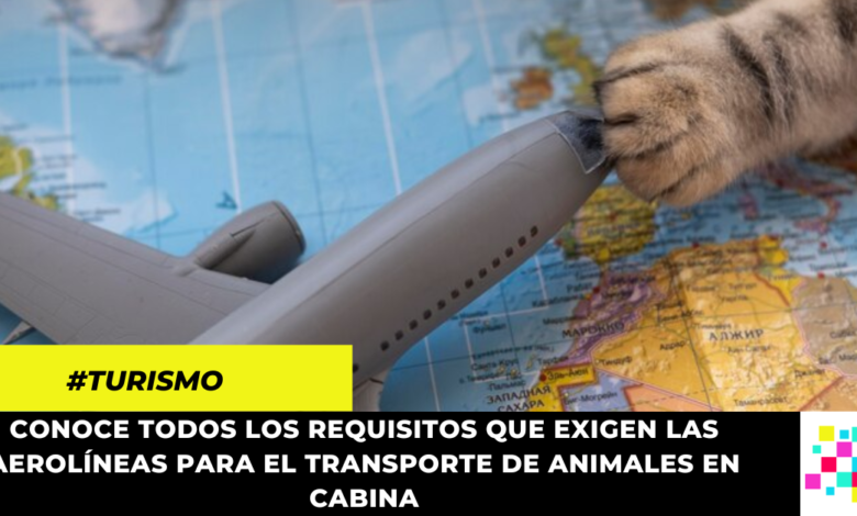 Si vas a viajar en avión con tu mascota, ten presentes estos requisitos