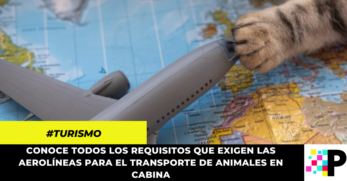 Si Vas A Viajar En Avión Con Tu Mascota, Ten Presentes Estos Requisitos ...