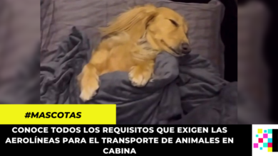 Viral: Furor en redes sociales por perro que viaja en primera clase