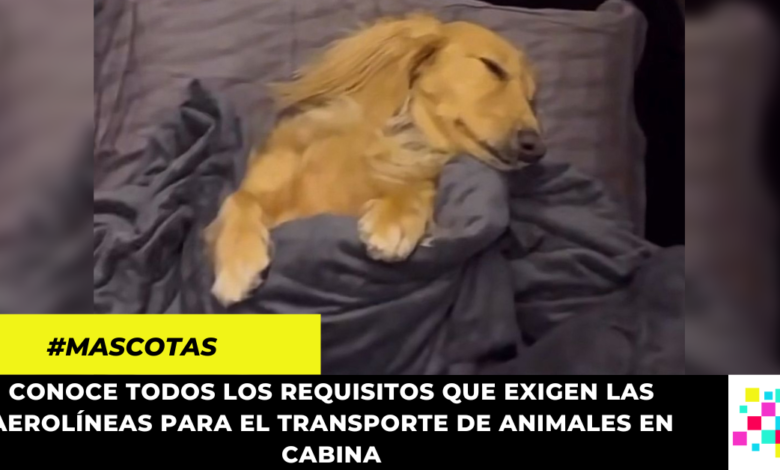 Viral: Furor en redes sociales por perro que viaja en primera clase