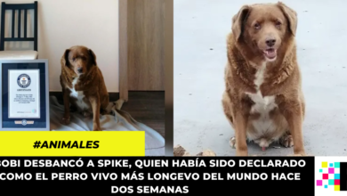 Bobi, el nuevo récord Guinness del perro más viejo de la historia