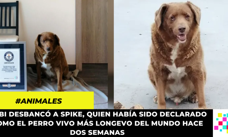 Bobi, el nuevo récord Guinness del perro más viejo de la historia