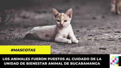 ¡Justicia! Multa de 16 millones a pareja que abandonó a una gata y sus crías en Bucaramanga