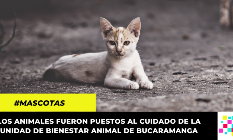 ¡Justicia! Multa de 16 millones a pareja que abandonó a una gata y sus crías en Bucaramanga