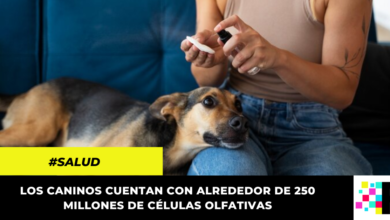 Perros pueden olfatear enfermedades, según estudio