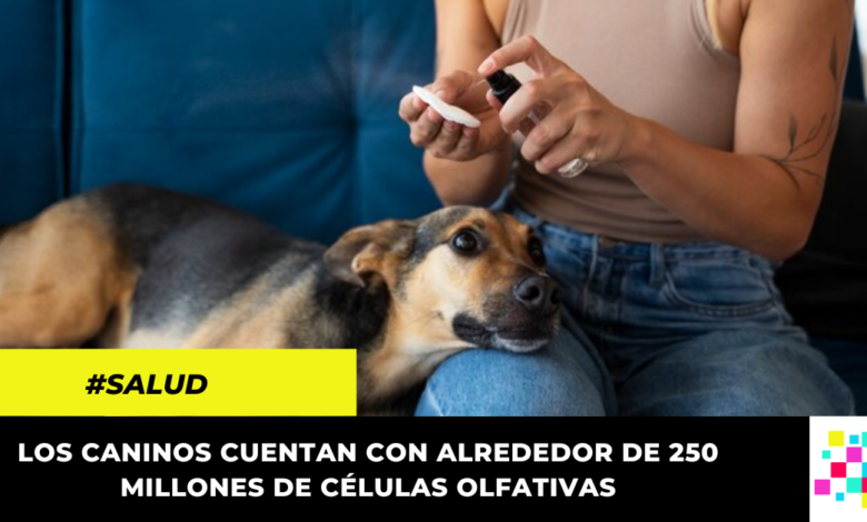 Perros pueden olfatear enfermedades, según estudio