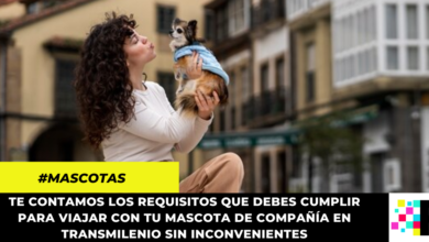 Sigue estas recomendaciones para viajar de forma segura en transporte público con tu mascota