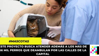 Concejo de Bogotá aprobó proyecto que busca brindar atención veterinaria gratuita a mascotas de familias vulnerables