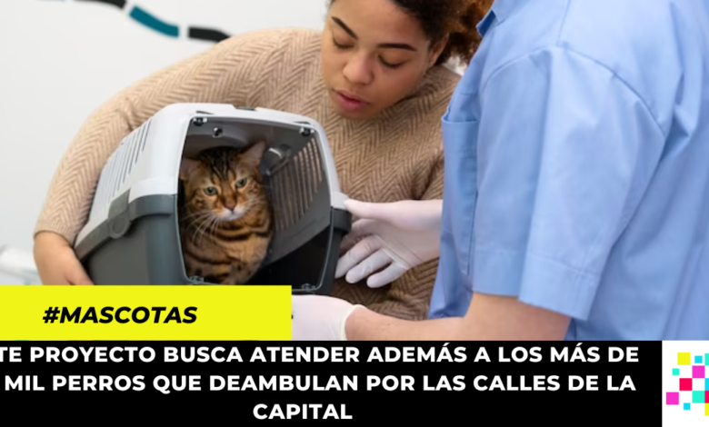 Concejo de Bogotá aprobó proyecto que busca brindar atención veterinaria gratuita a mascotas de familias vulnerables
