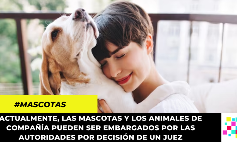 Radican proyecto para impedir el embargo de mascotas en Colombia