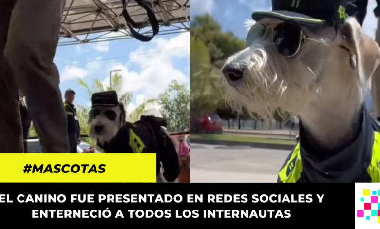 Conoce a 'Teniente', el perro policía que custodia la capital