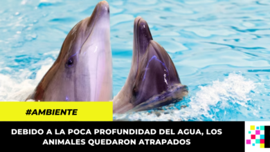 Rescatan dos delfines rosados en el río Meta