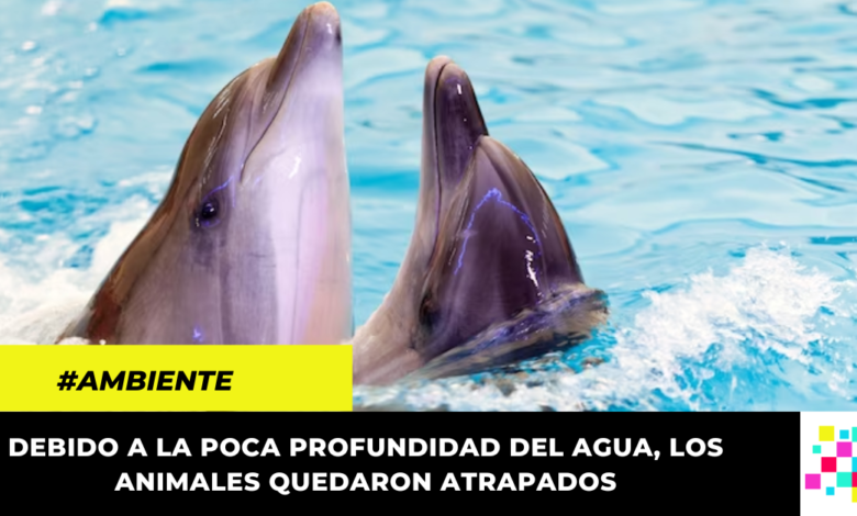 Rescatan dos delfines rosados en el río Meta