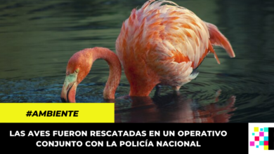 Flamencos en cautiverio en Silvania y Fusagasugá fueron rescatados por la CAR