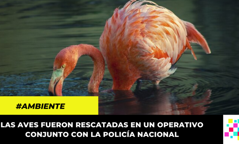 Flamencos en cautiverio en Silvania y Fusagasugá fueron rescatados por la CAR