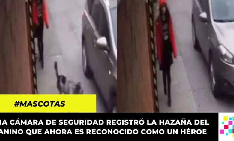 Perro salva a niña de ser secuestrada a plena luz del día