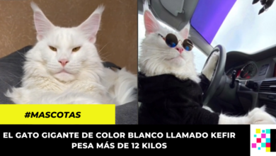 Conoce el gato más grande del mundo que “maneja” su propio auto